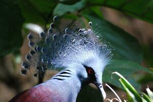 Beautiful Plummage on the Crest of a Guora Bird photo