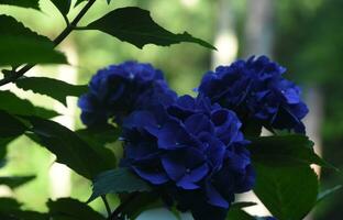 Stunning Dark Blue Cluster of Flowering Hydrangeas photo