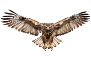 hawk flying. generated ai png