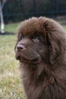 Stunning Profile of a Chocolate Brown Newfoundland Pup photo