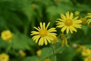 Garden with Blooming Yellow Mountain Tobacco Flowers photo