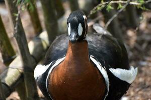 Looking into the Face of a Baikal Teal photo