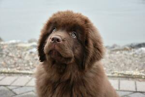Brown Newfie Puppy Dog with a Pink Nose photo