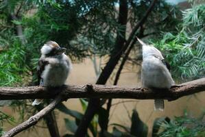 dos riendo Kookaburra aves en un árbol rama foto