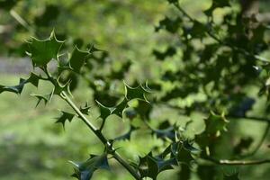 espinoso y espinoso acebo hojas en un acebo arbusto foto