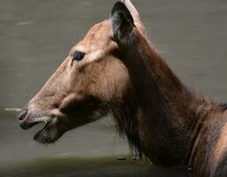 Stunning Side Profile of a Pere Davids Deer photo