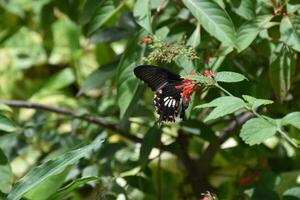 cola de golondrina mariposa polinizando un rojo flor foto