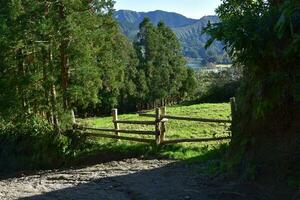 Lush Fenced Grass Farmland in the Azores photo