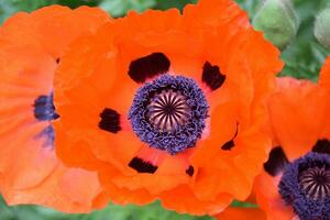 Stunning Flowering Orange Oriental Poppies in a Garden photo