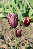 Trio of Blooming Maroon Tulip Blossoms in a Garden photo