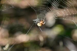 Orb Weaver Spider Crawling Out of a Web photo