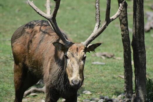 Up Close with a Pere Davids Deer Buck photo