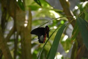 maravilloso rojo y negro mariposa en un jardín foto