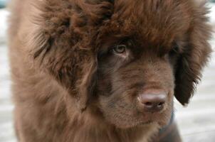 Fluffy Brown Newfie Puppy Dog Looking Down photo