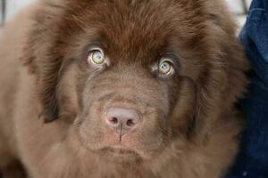 Purebred Newfoundland Puppy Dog Up Close and Personal photo