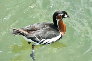 encantador nadando baikal verde azulado Pato en un estanque foto