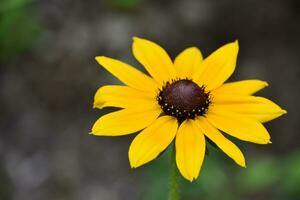 Beauitful Flowering Black Eyed Susan Flower Blossom photo