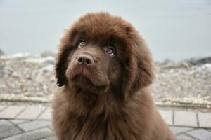 Adorable Brown Newfie Puppy Dog Peering Up photo