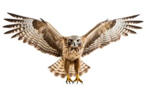 hawk flying. generated ai png