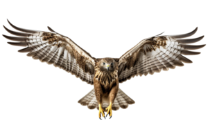 hawk flying. generated ai png