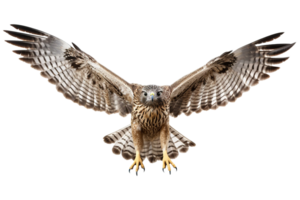 hawk flying. generated ai png