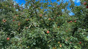 Big red apples on an apple tree with green leaves. photo