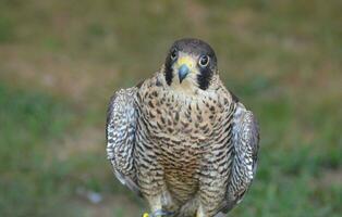 Wildlife bird watching photo of a falcon