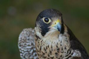 Close up photo of a fierce look on a wild falcon