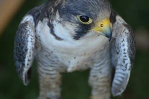 Close up of a bird of prey opening its wings photo