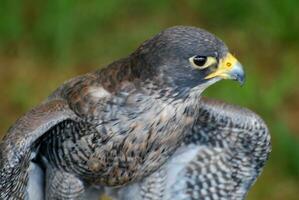 Wild brown and white feathered falcon photo