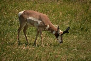 Pronghorn Antelope with Black Antlers in a Field photo