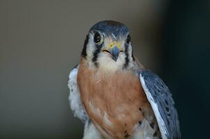 Close up of a bird of prey with its beak open photo