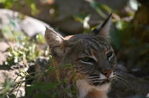Striking Face of a Wild Bobcat Up Close photo