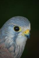 Close up photo of a wild falcon's head