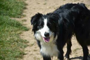 Beautiful Black and White Border Collie Dog in the Spring photo