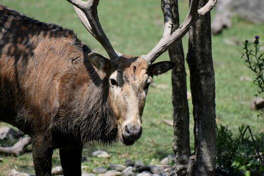 Looking Directly into the Face of Pere Davids Deer photo