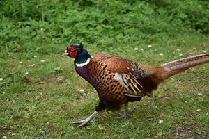 Male Pheasant Strutting his Stuff to Attract Females photo