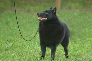 Schipperke Standing on a Leash photo