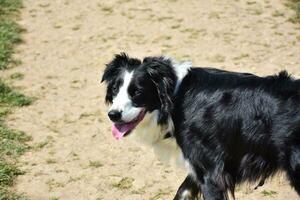 Very Cute Border Collie Dog with His Tongue Out photo