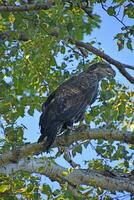 Golden Eagle Bird on a Birch Tree Branch photo