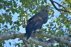 Golden Eagle with a Hooked Beak in a Tree photo