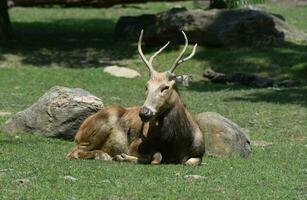 Pere Davids Deer Resting in the Warm Sun photo