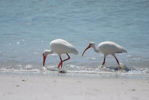 blanco ibis pájaro a lo largo el costa línea foto
