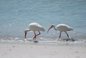 White Ibis Bird Along the Coast Line photo