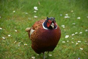 Brilliantly Colored Pheasant on a Spring Day in England photo