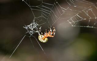 Spider Web with a Colorful Orbweaver Spider photo