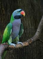 vistoso gris y verde pájaro en un miembro foto