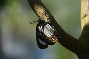 cerca arriba de un pequeño mariposa en un árbol rama foto