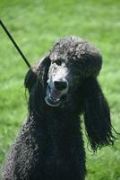 Super Funny Black Standard Poodle Close Up photo