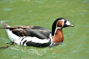 Side Profile of a Baikal Teal Bird photo